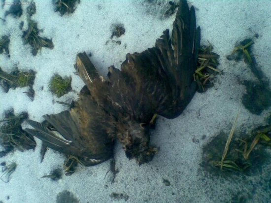 ani dravce to nemajú ľahké