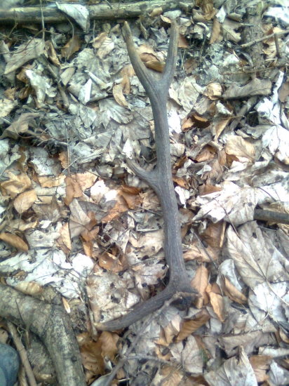 sezona zacata minulorocny