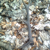 sezona zacata minulorocny