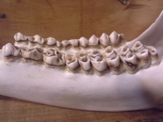 jeleň 10-11r