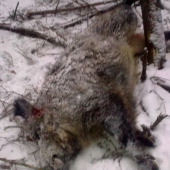 Diviak hneď po výstele