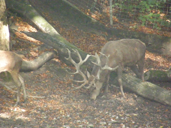 Zvernica /Švajčiarsko/