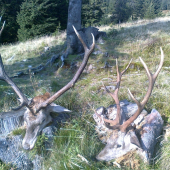 4 a 9 ročné jelienky, úspešní kamaráti