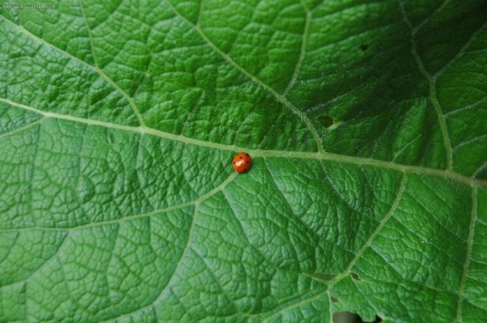 lienka, lienka, aké bude zajtra pocasie?  :)