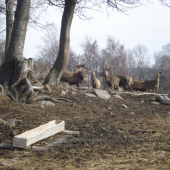 obora Ležnička ČR