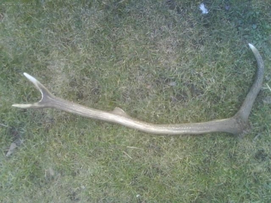 dnešný spiatočník