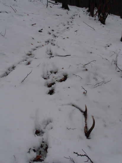 po jeleních chodníčkoch :)