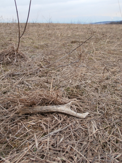 Aj takýto vie potešiť..