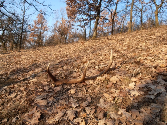 V ranných lúčoch :)