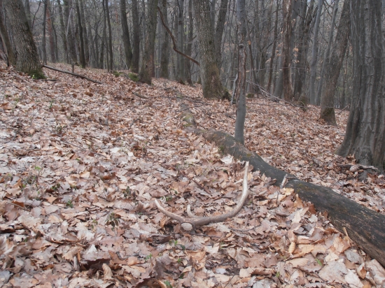 síce menší, ale srdiečko aj tak podskočí :P