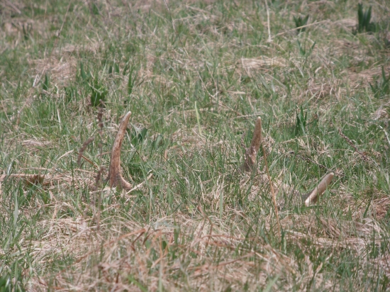 toto už konár asi nebude :)