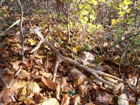 Namiesto srnčieho :)