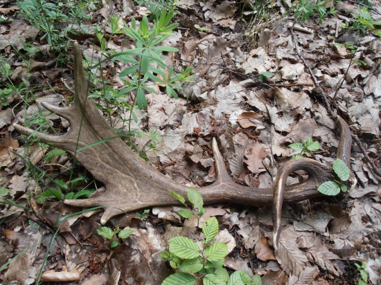 Včerajšia raritka :)