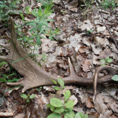 Včerajšia raritka :)