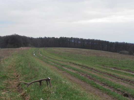 Po daždi pekne rastú..