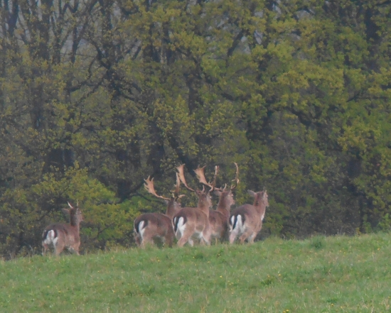 Jeden už holohlavý