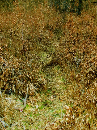 po jelenich chodníčkoch :)