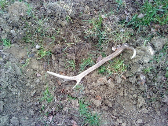 kamaratov raritný osmorák