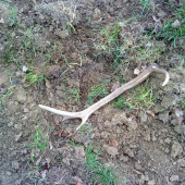 kamaratov raritný osmorák