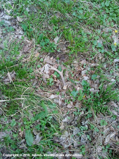 prvý -2009