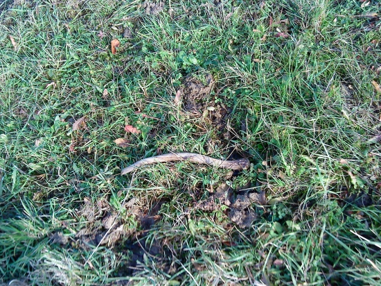 namiesto srncieho jeleni