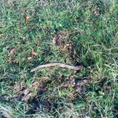 namiesto srncieho jeleni