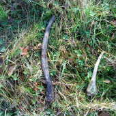 namiesto srnčích 2