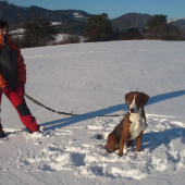 Srbský trojfarebný durič