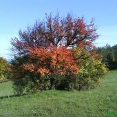 Hruška