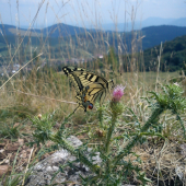 Vidlochvost
