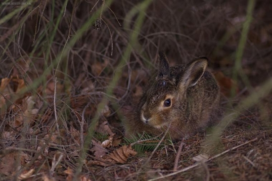 Zajac poľný (Lepus europaeus)