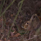 Zajac poľný (Lepus europaeus)