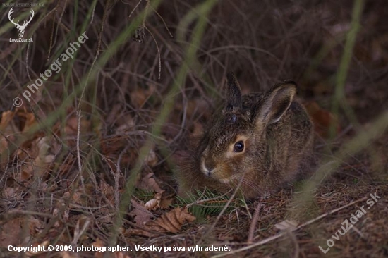 Zajac poľný (Lepus europaeus)