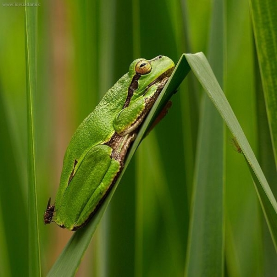 Rosnička zelená (Hyla arborea)