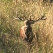 ruja 2009