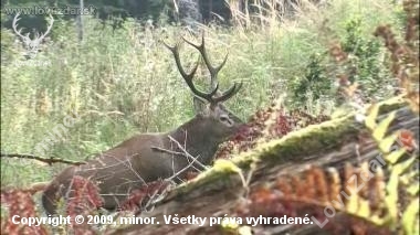 ruja 2009