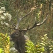 Nepravidelny sesnastorak