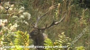 Nepravidelny sesnastorak