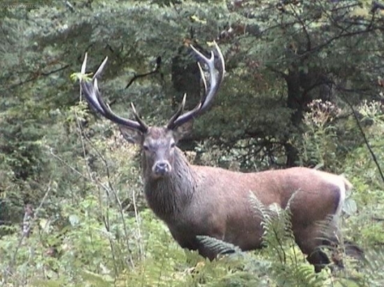 ruja 2008