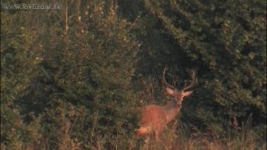 ruja 2009