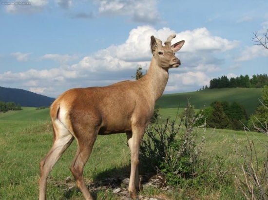 volal sa Mišo