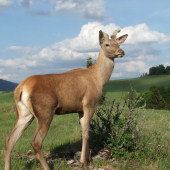 volal sa Mišo
