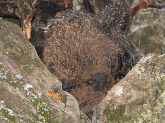 Nalez medveda,bohuzial nie moj :-(