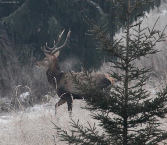 46488