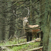 Ruja 2010