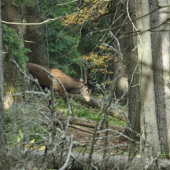Ruja 2010