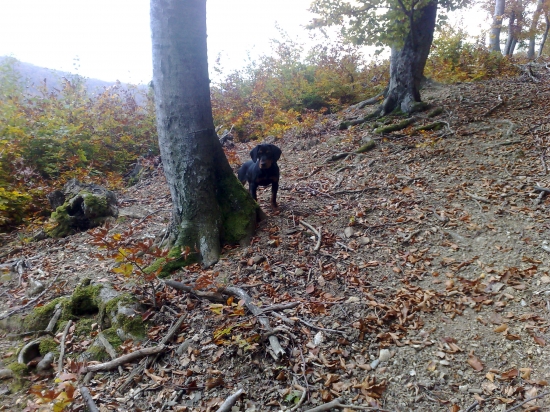 Moja druha kopovka Lisa