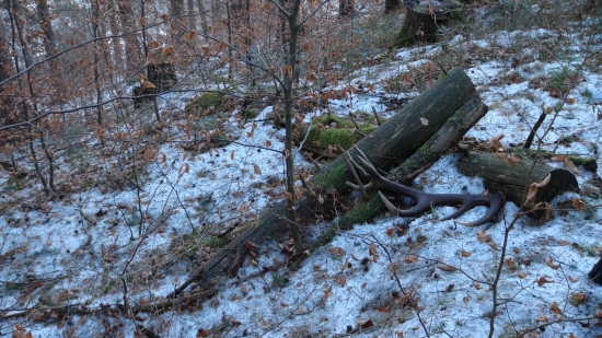 môj prvý tohtoročný