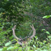 zaujímavý jelienok