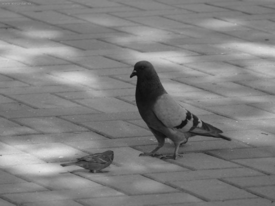 Počkaj zavolám kamošov